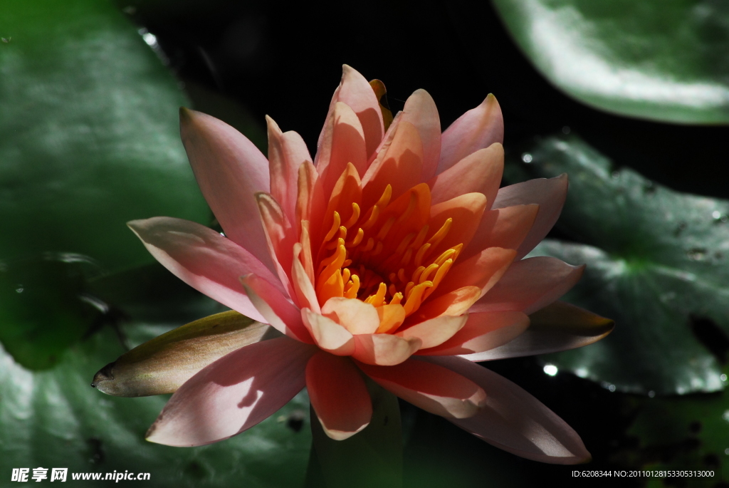 蓮花