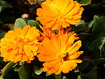 橙色菊花