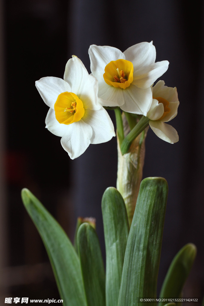 水仙花