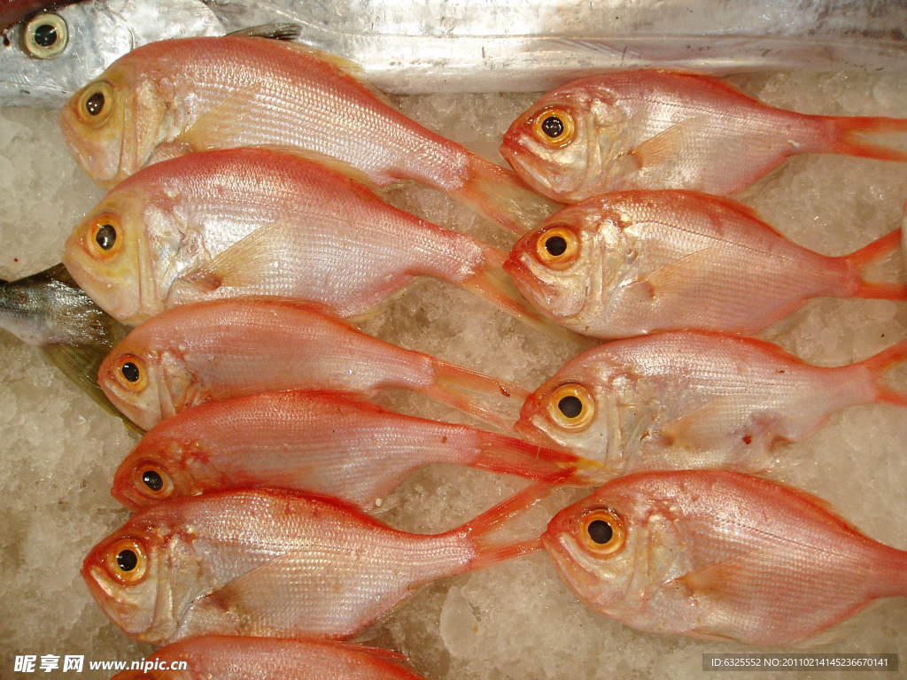 鯛魚