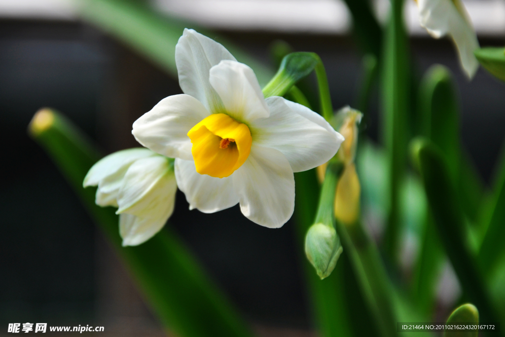 水仙花