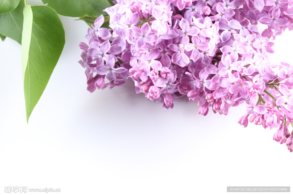 丁香花特寫