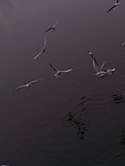 天津海河海鸥海鸟
