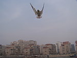 天津海河海鸥海鸟