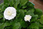 白色雛菊