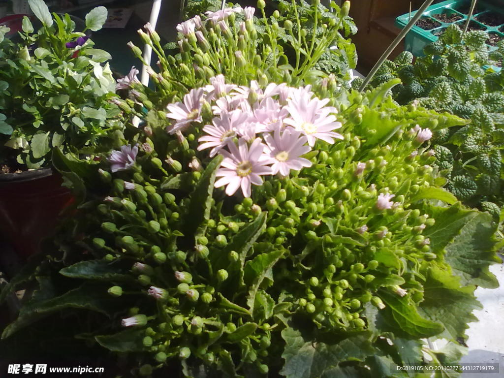 大花瓜葉菊