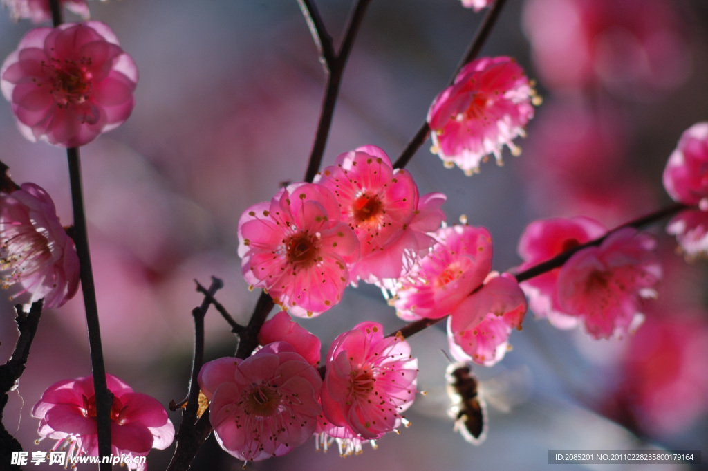 梅花 蜜蜂采蜜