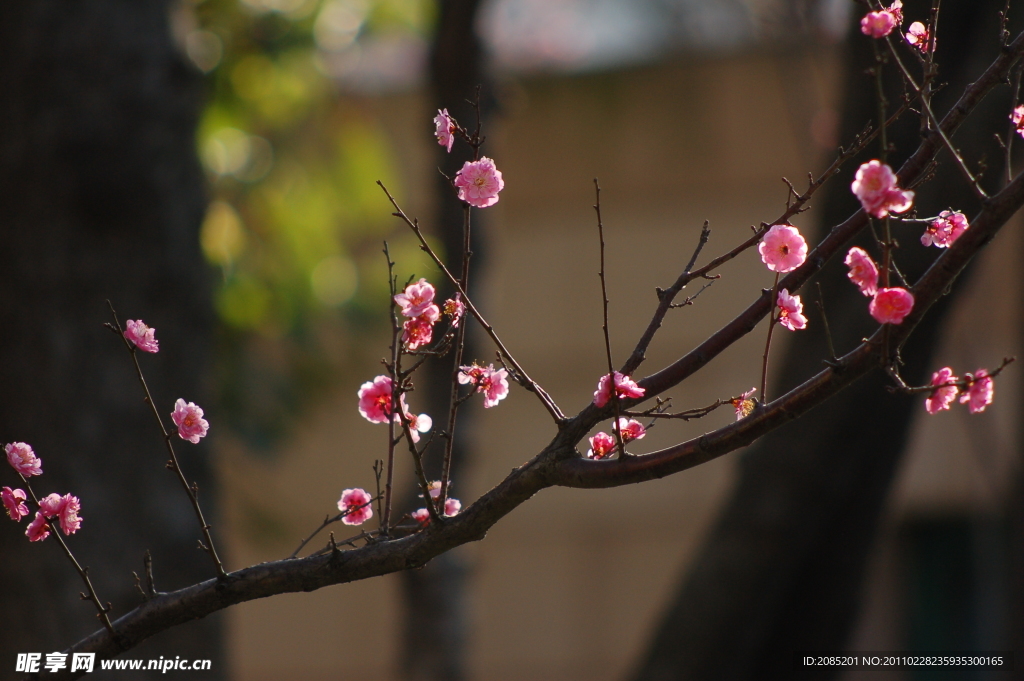 梅花 紅梅