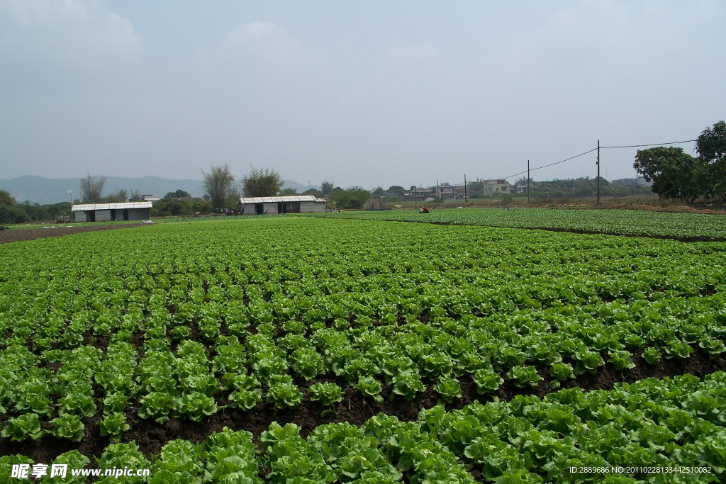 蔬菜基地