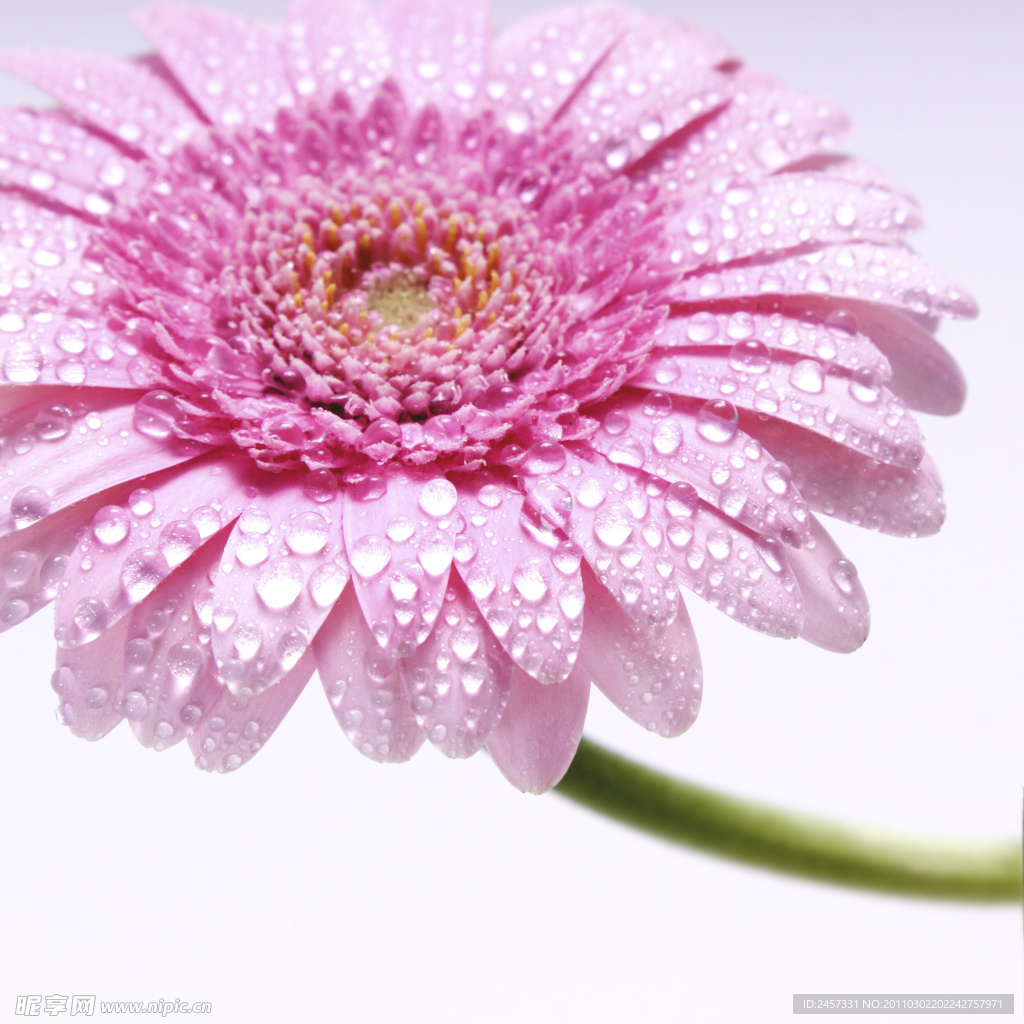 菊花特寫