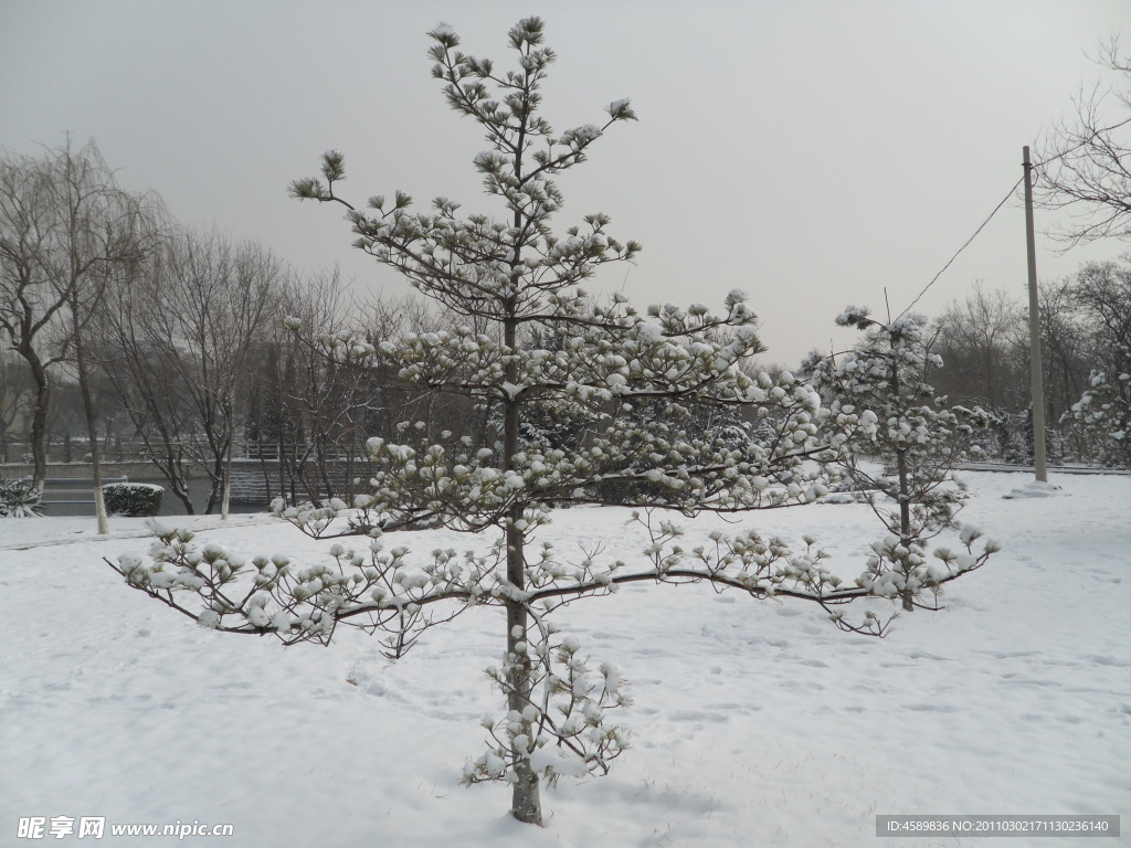 雪絨花