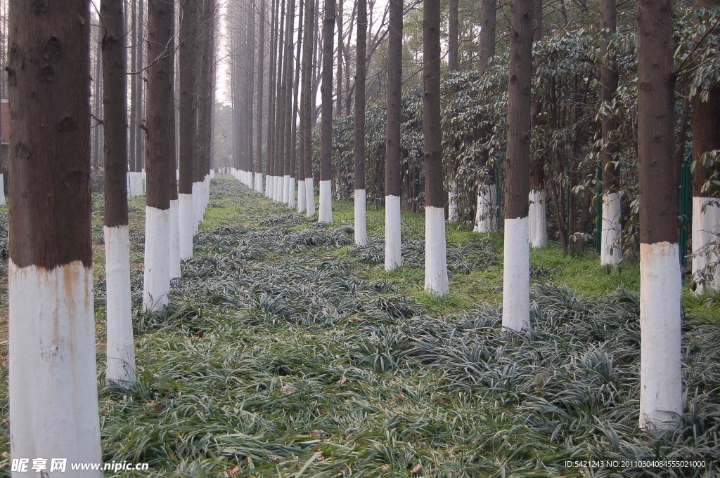 公園草地樹(shù)木