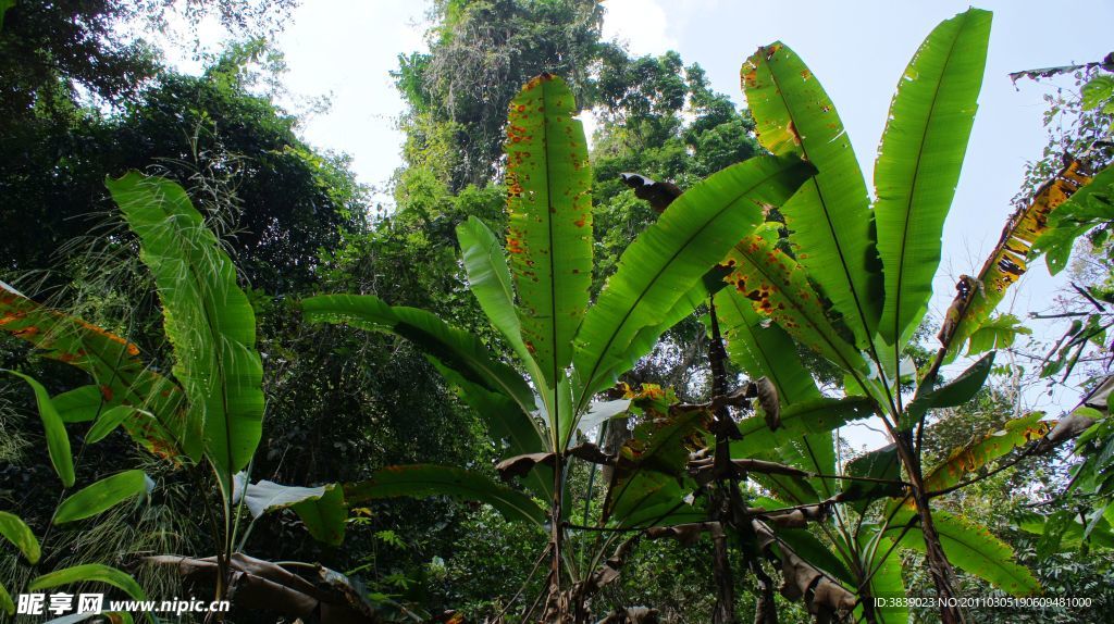 版纳雨林谷的阔叶植物