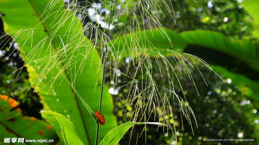 版纳雨林谷的热带植物