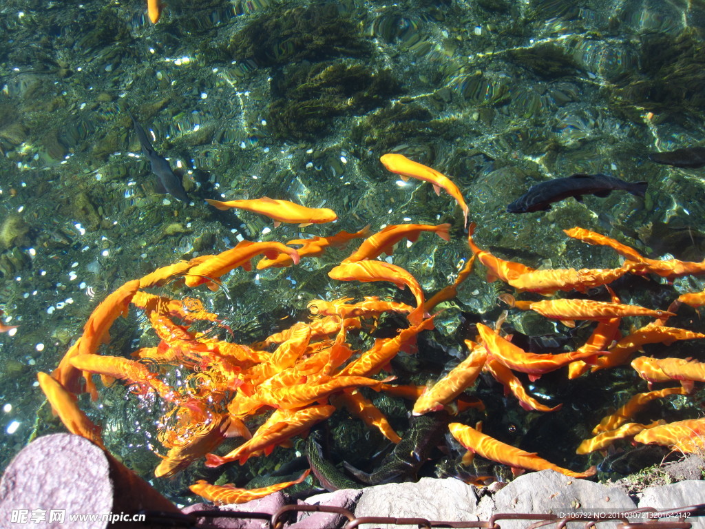 魚 黃色 河水