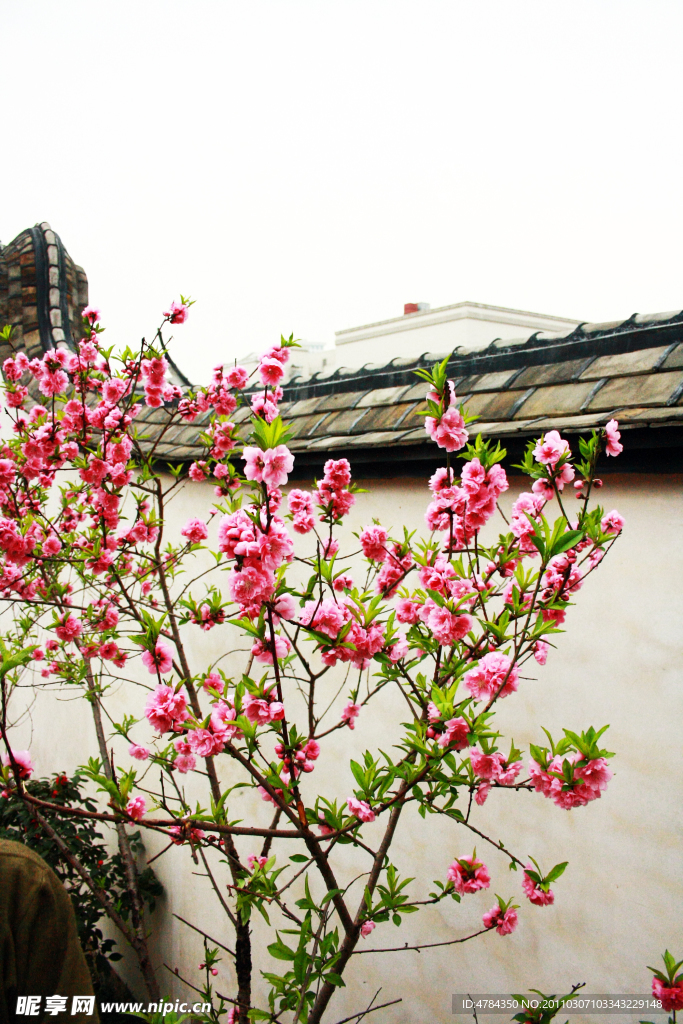 桃花開