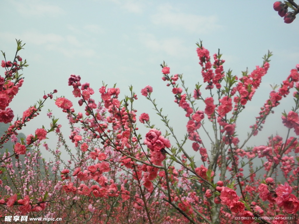 火花桃花