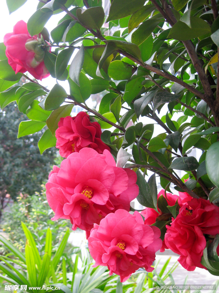 茶花