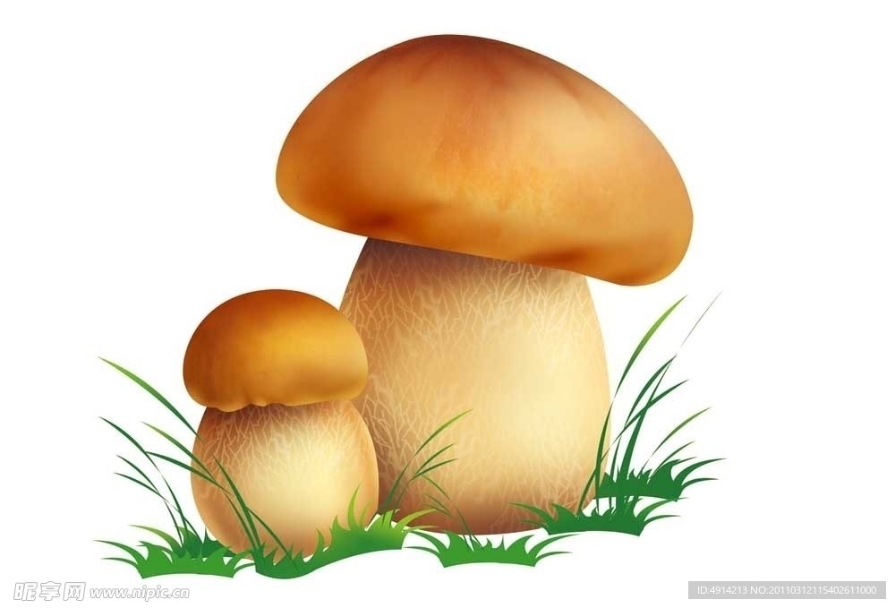 野生菌