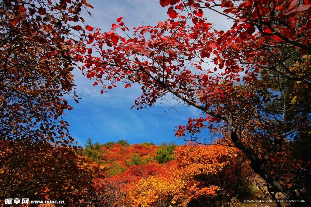 蒼巖山紅葉