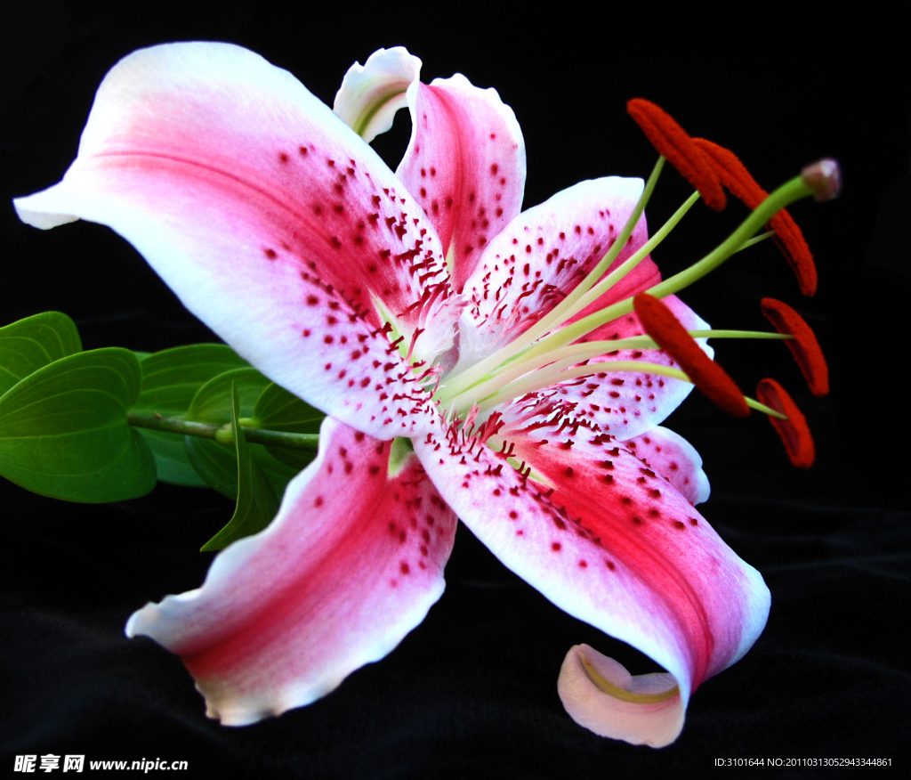 紅百合花