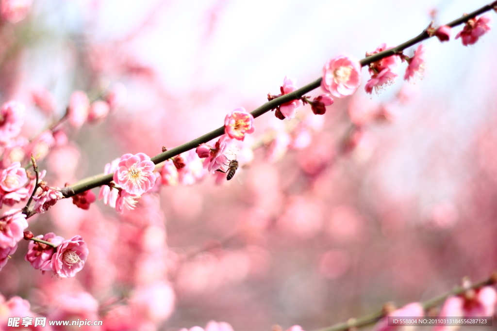 梅花 蜜蜂
