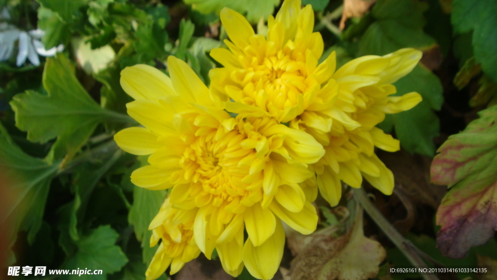 菊花