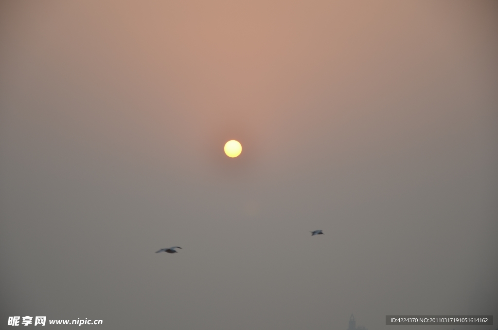 夕陽與海鷗