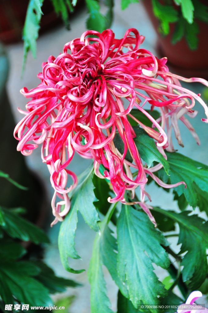 菊花