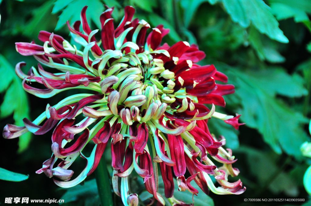 菊花