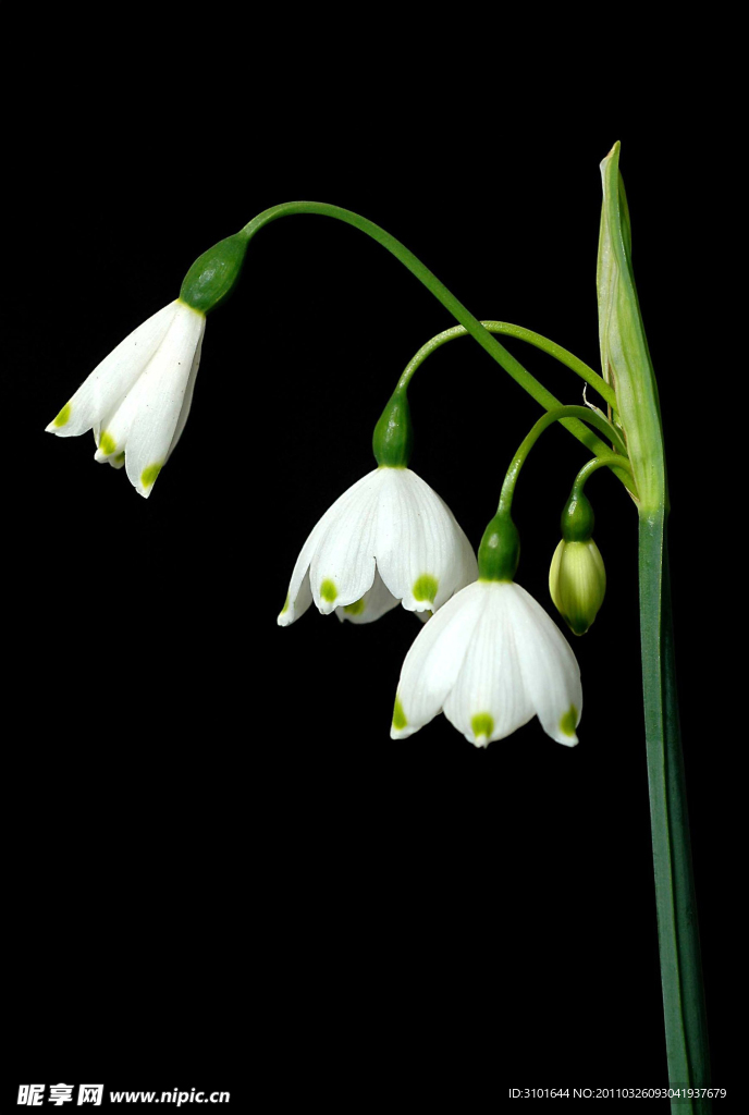 白色風(fēng)鈴花