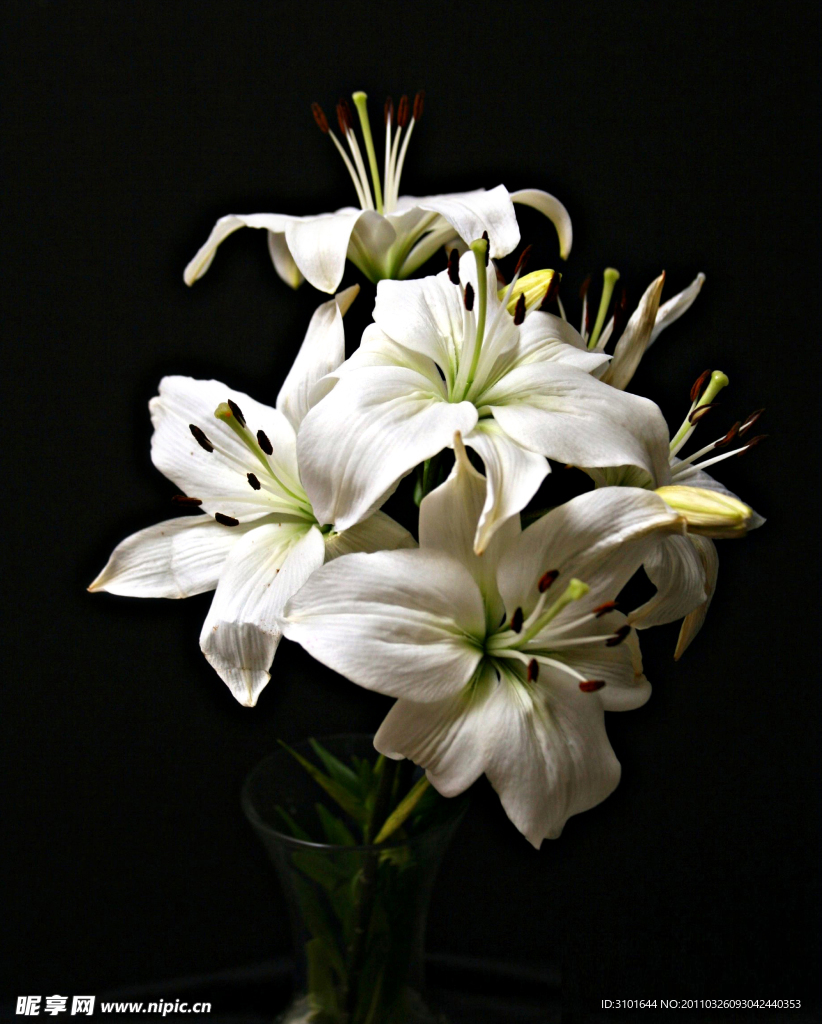白色百合花