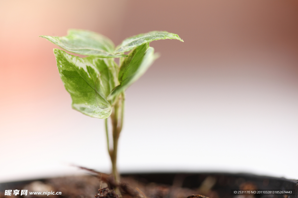 植物幼苗