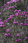 紫玉盘杜鹃