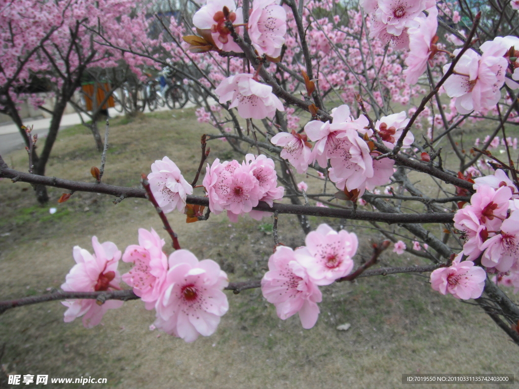 桃花 校園 攝影 春色