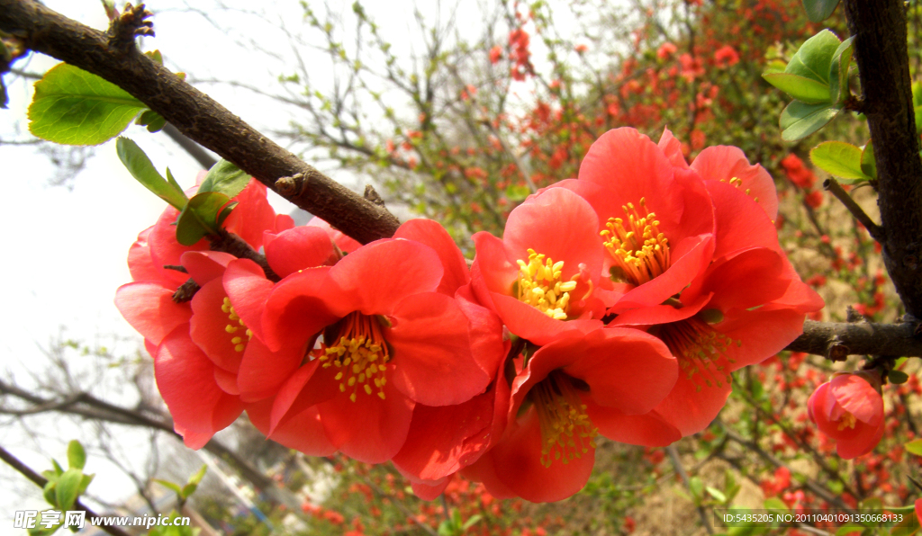 春天的花朵