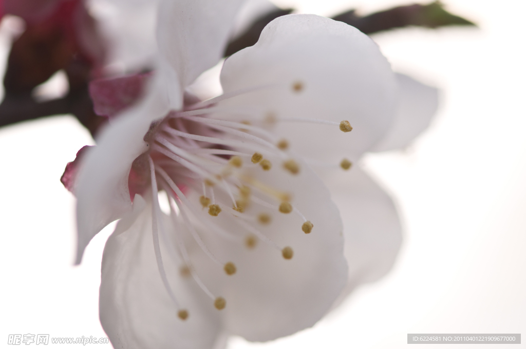 白色櫻花