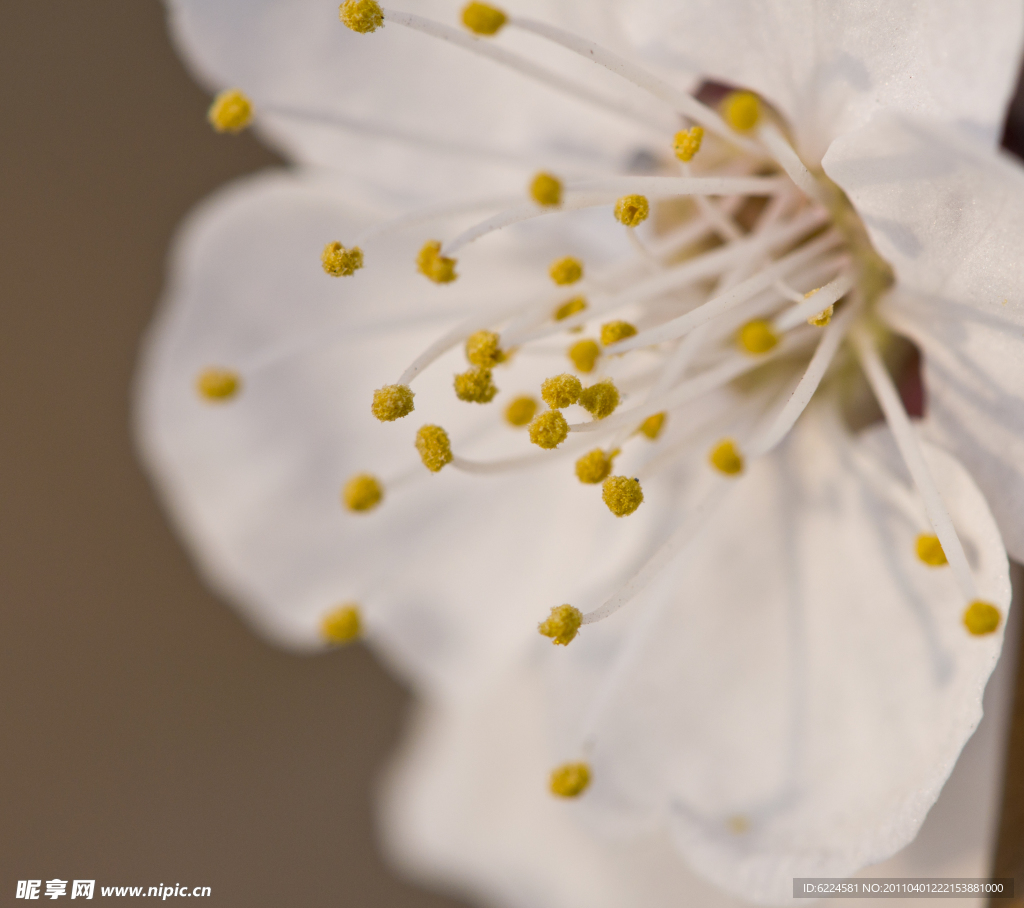 白色櫻花