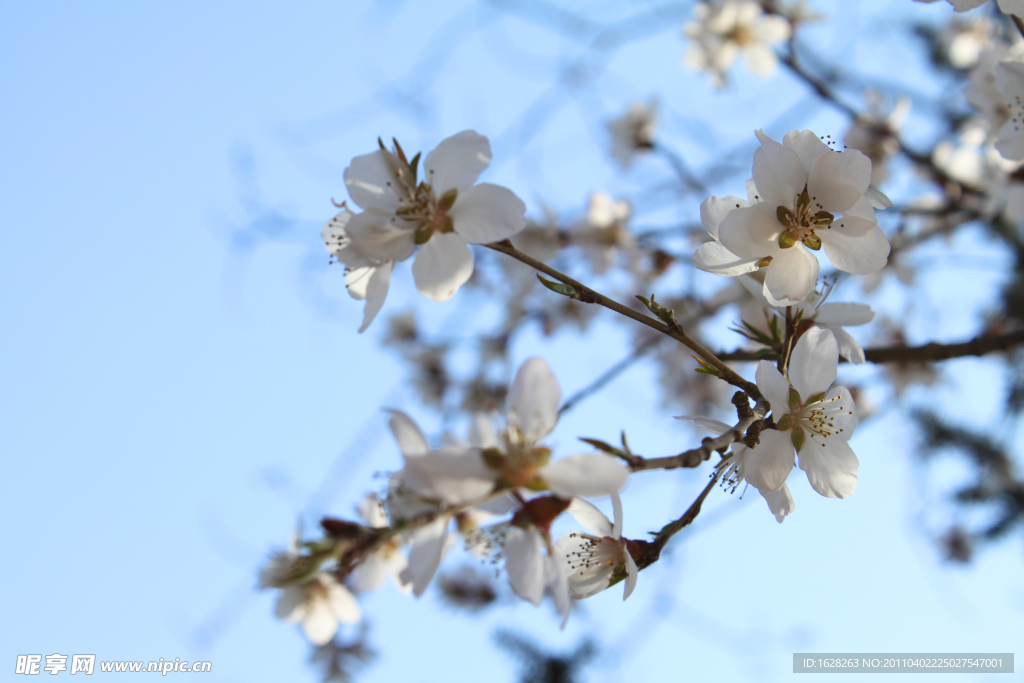 櫻花