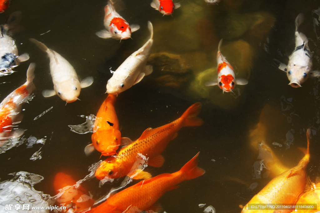 紅色金魚