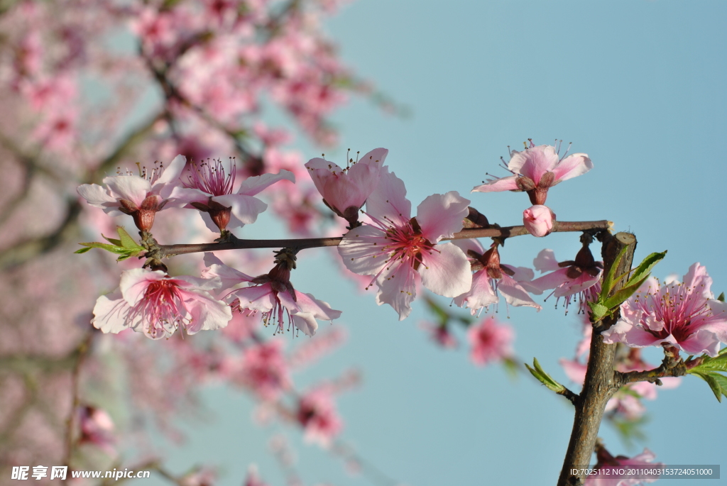 桃花兒