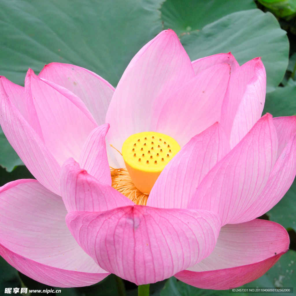高清蓮花