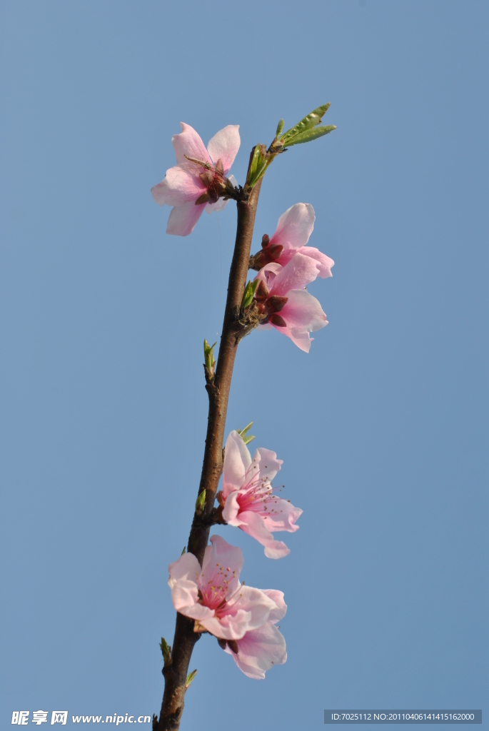 桃花枝兒