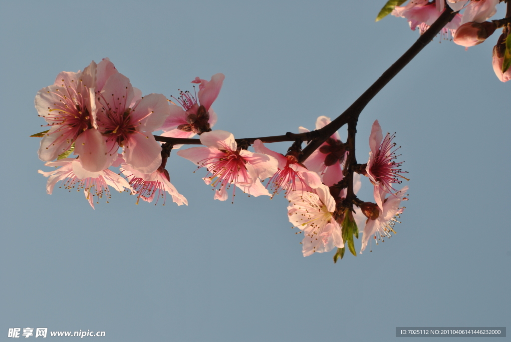 桃花枝兒
