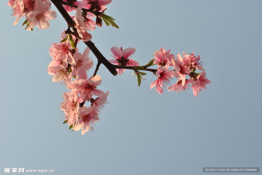 桃花枝兒