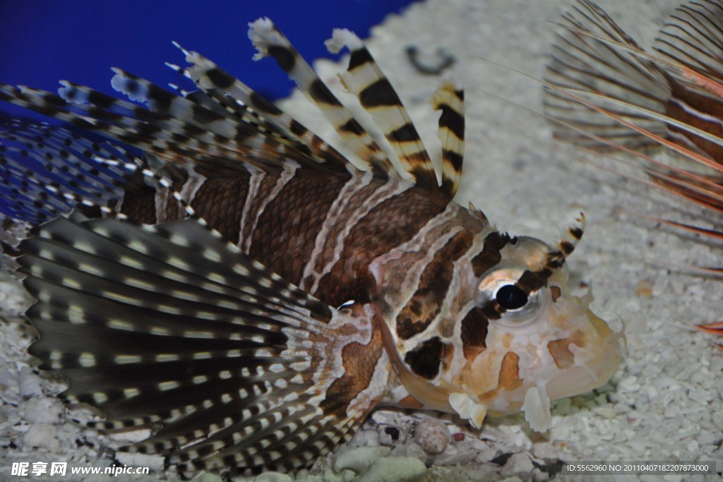海里的魚