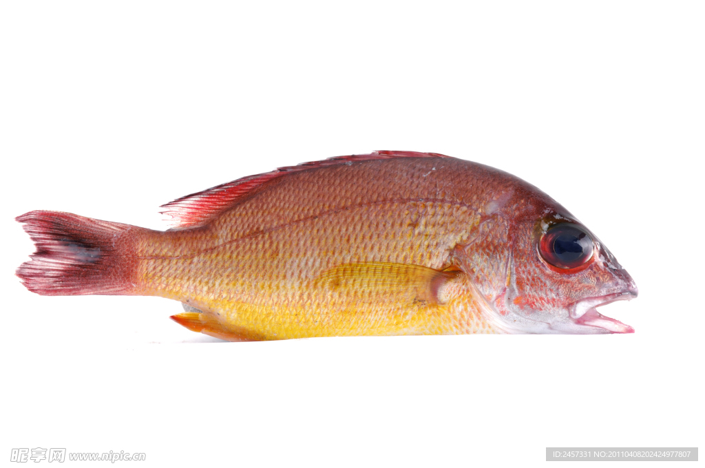 鮮魚