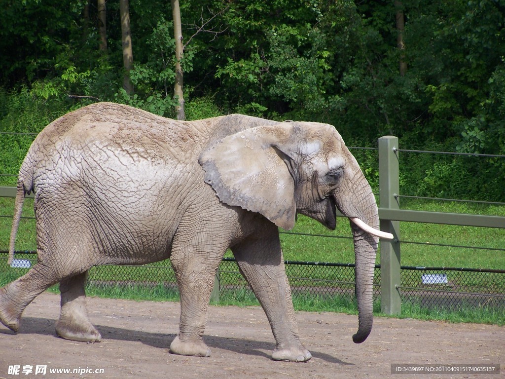 公園大象