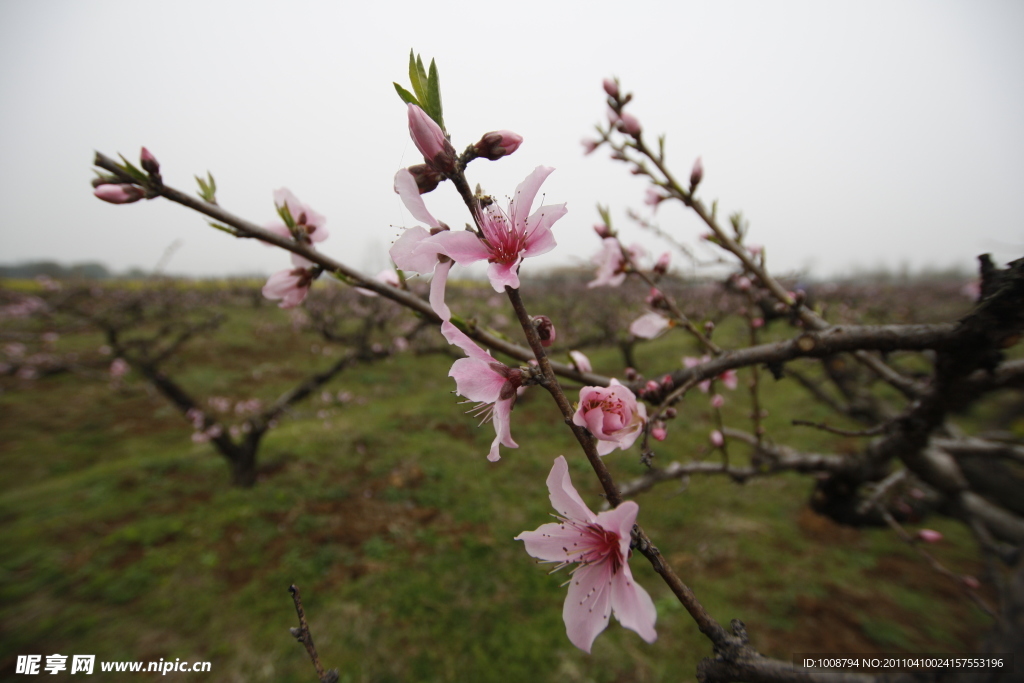 桃花枝