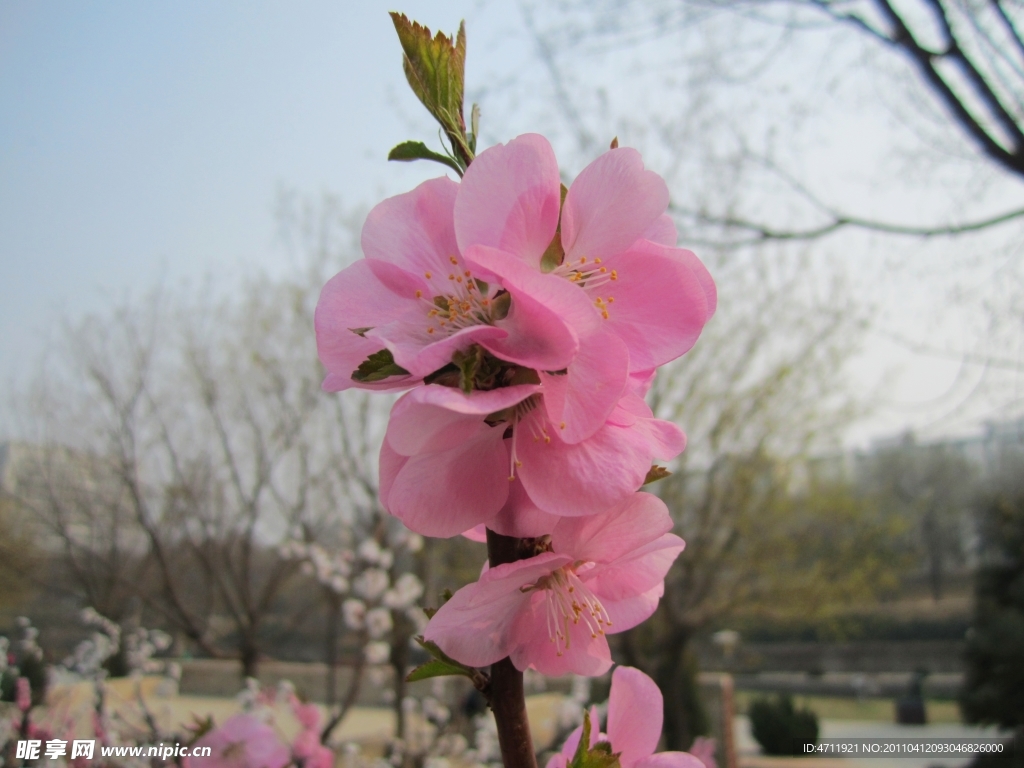 桃花